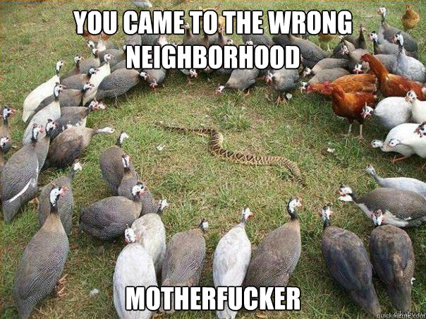 you came to the wrong neighborhood motherfucker - you came to the wrong...