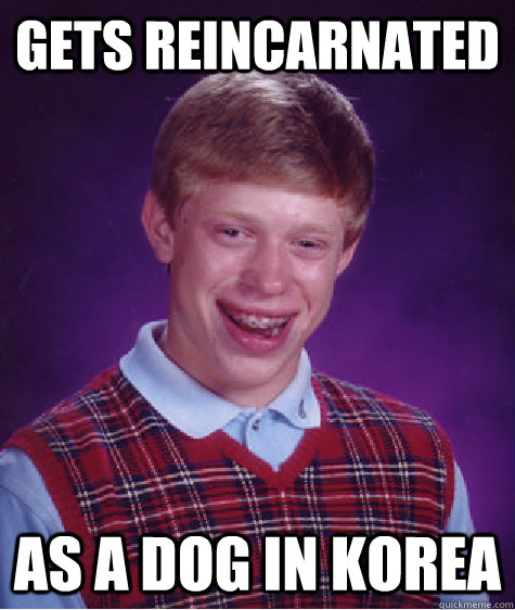 gets reincarnated as a dog in korea - Bad Luck Brian