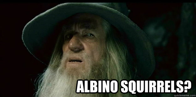albino squirrels - I have no memory Gandalf