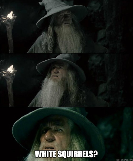 White squirrels - Confused Gandalf
