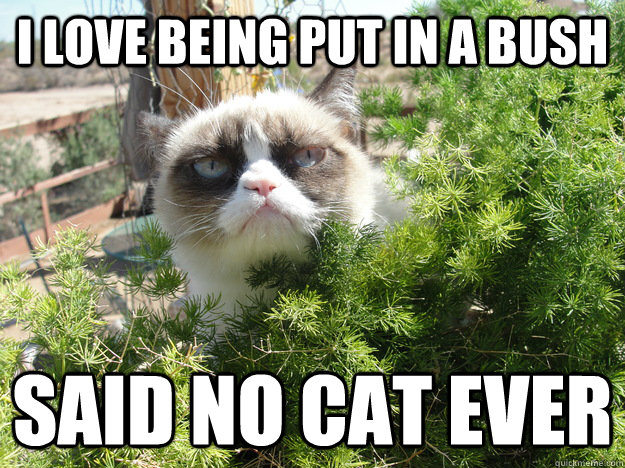 i love being put in a bush said no cat ever - Grumpy Cat Bush