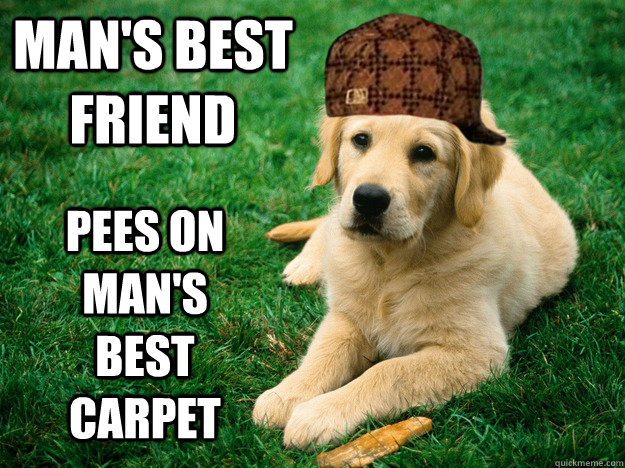 mans best friend pees on mans best carpet - Scumbag Dog