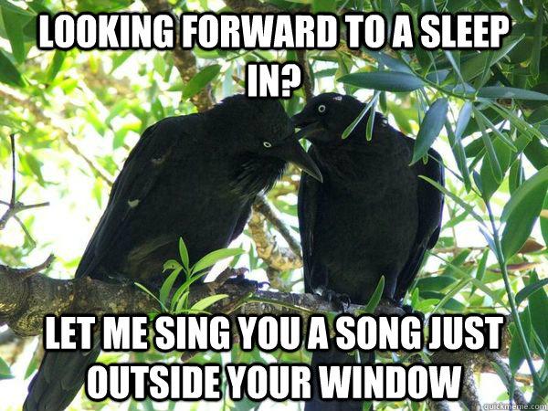 looking forward to a sleep in let me sing you a song just o - Scumbag Ravens