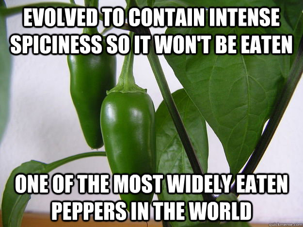 evolved to contain intense spiciness so it wont be eaten o - Bad Luck Jalepeno