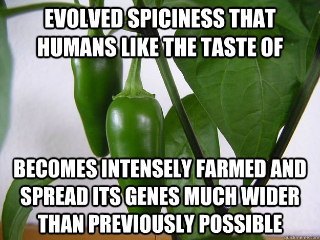 evolved spiciness that humans like the taste of becomes inte - Bad Luck Jalepeno