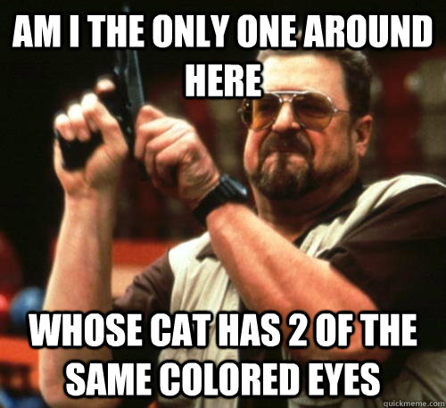 am i the only one around here whose cat has 2 of the same co - Am I The Only One Around Here