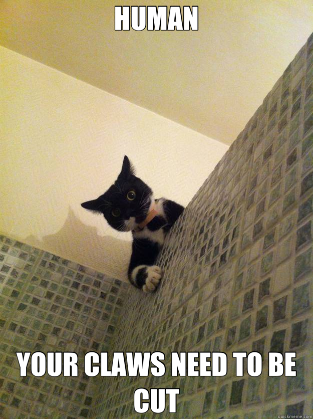 HUMAN YOUR CLAWS NEED TO BE CUT - Incredulous Cat