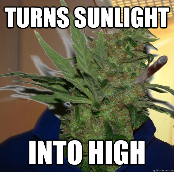 turns sunlight into high -