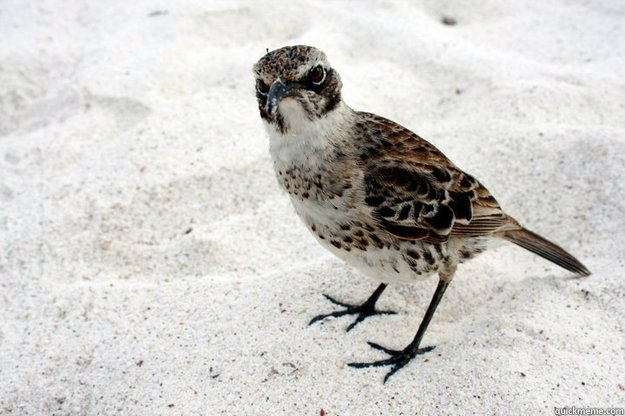 60 - Curmudgeon Bird