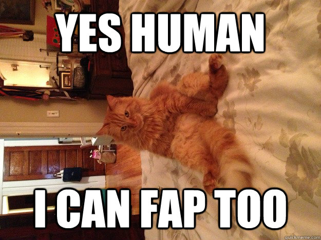 yes human i can fap too - The newest evolution for cats