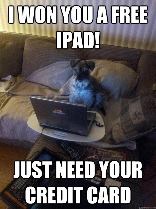 i won you a free ipad just need your credit card - Surfing Schnauzer