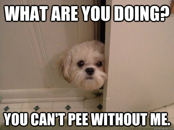 what are you doing you cant pee without me - overly attached dog