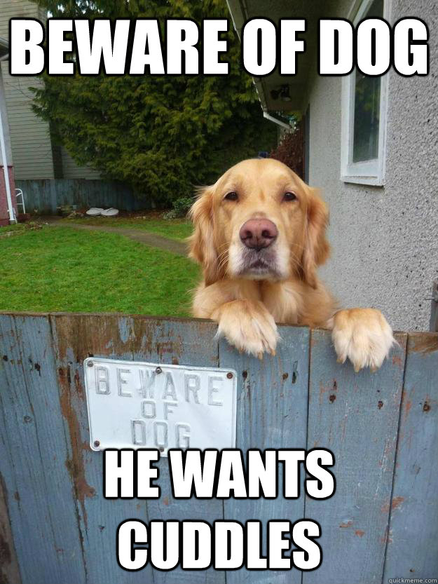 beware of dog he wants cuddles -