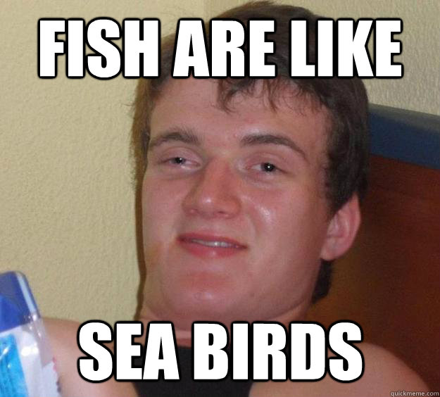 fish are like sea birds - 10 Guy