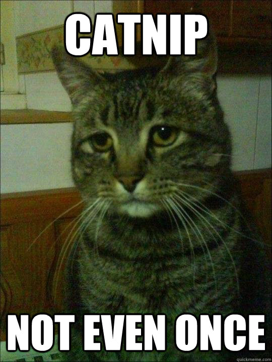 catnip not even once - Depressed cat