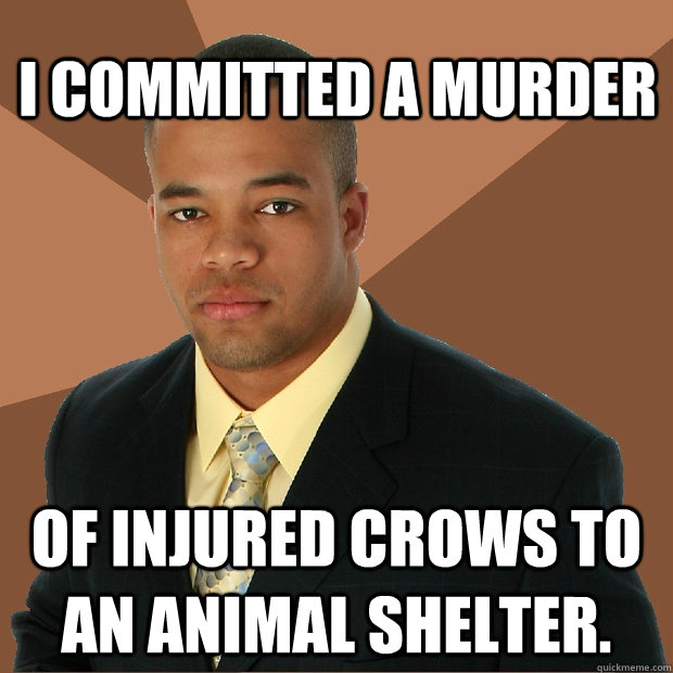 i committed a murder of injured crows to an animal shelter - Successful Black Man