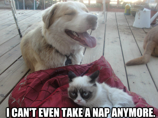 i cant even take a nap anymore - another grumpy cat