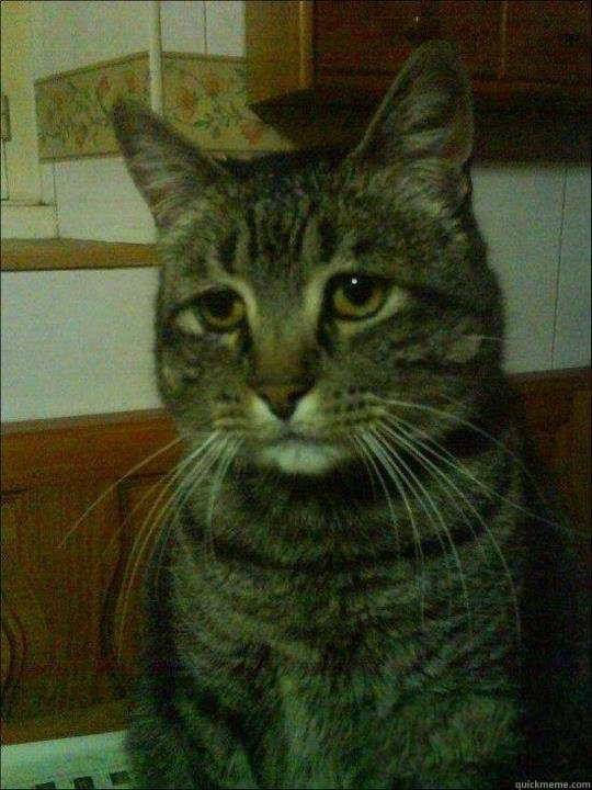 60 - Depressed cat