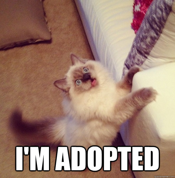 im adopted - Sudden realization cat