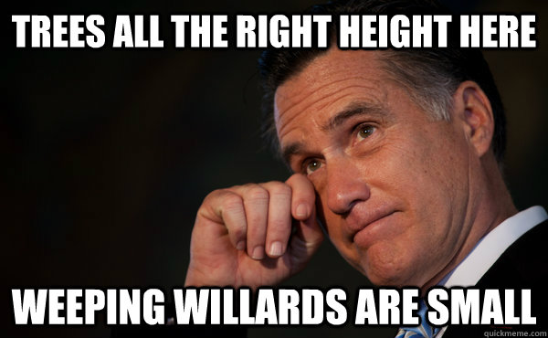 trees all the right height here weeping willards are small - Sad Romney