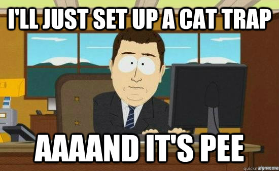 ill just set up a cat trap aaaand its pee - aaaand its gone