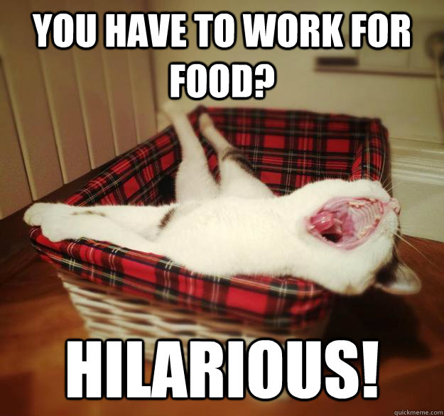 you have to work for food hilarious - Oblivious Flat Cat