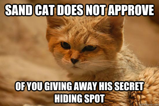 sand cat does not approve of you giving away his secret hidi - Sand Cat does not approve
