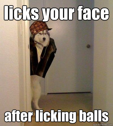 licks your face after licking balls - Scumbag dog