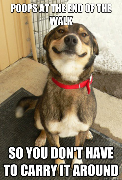 poops at the end of the walk so you dont have to carry it a - Good Guy Dog