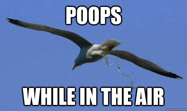 poops while in the air -