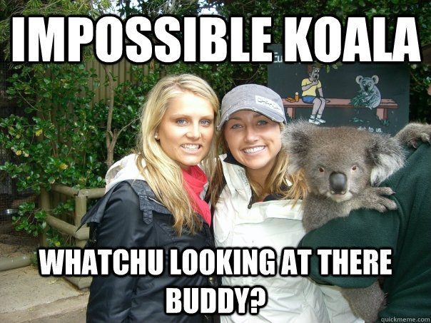 impossible koala whatchu looking at there buddy -