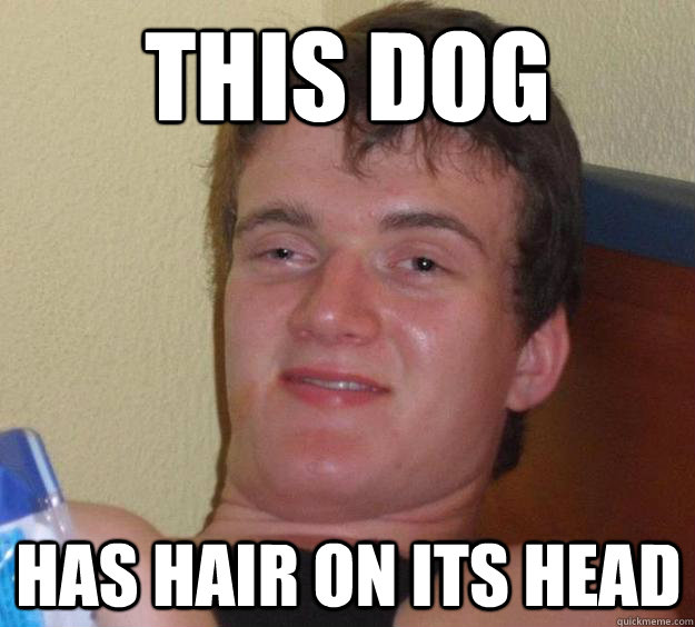 this dog has hair on its head - 10 Guy