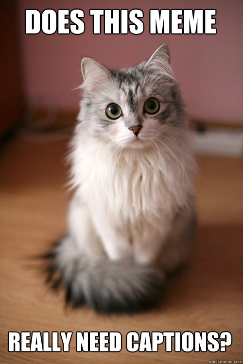 does this meme really need captions - Ridiculously Photogenic Cat