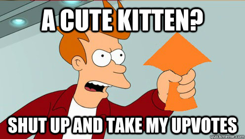 a cute kitten shut up and take my upvotes - Shut up and take my upvotes