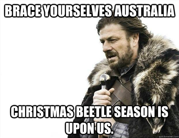 brace yourselves australia christmas beetle season is upon u - Brace yourselves