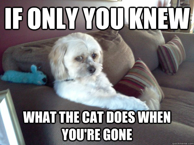 if only you knew what the cat does when youre gone -