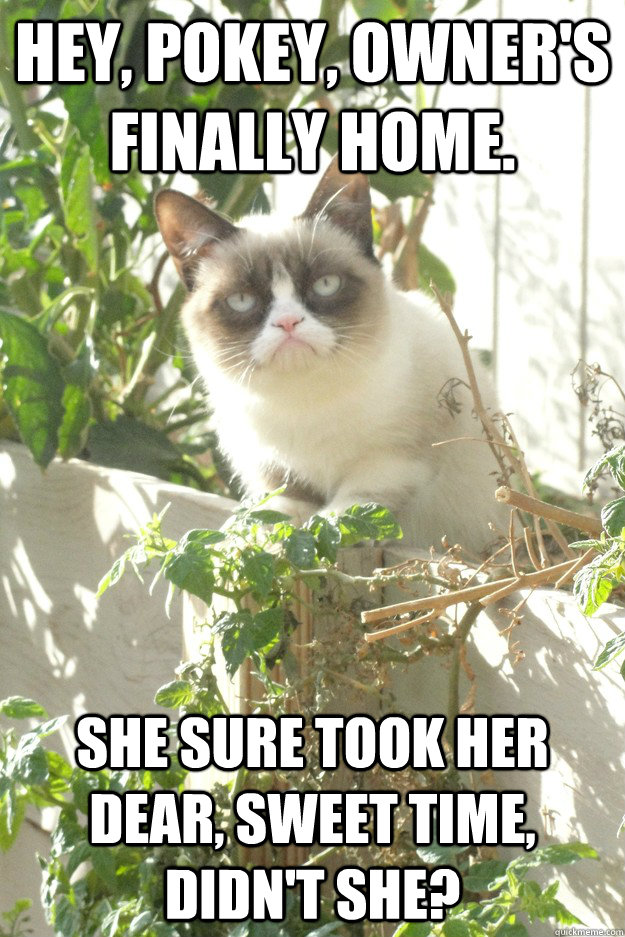 hey pokey owners finally home she sure took her dear sw - Grumpy Cat Greeting