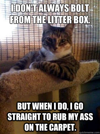 i dont always bolt from the litter box but when i do i go - The Most Interesting Cat in the World