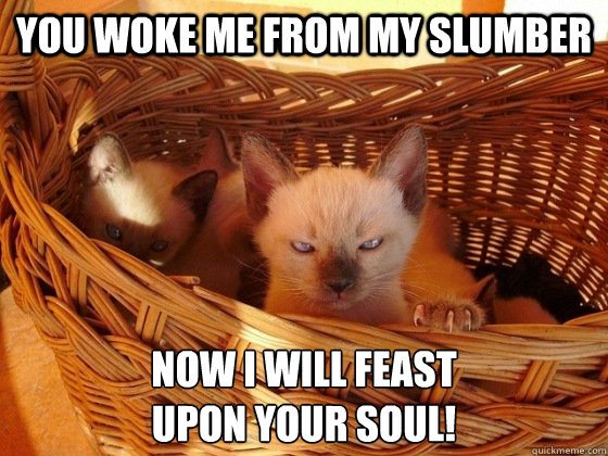 you woke me from my slumber now i will feast upon your soul - Evil cat is evil