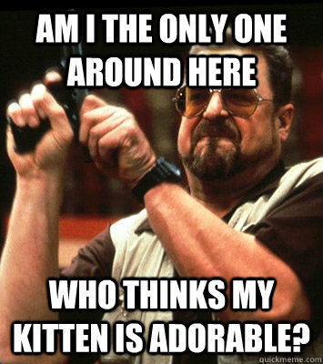 am i the only one around here who thinks my kitten is adora - Angry walter