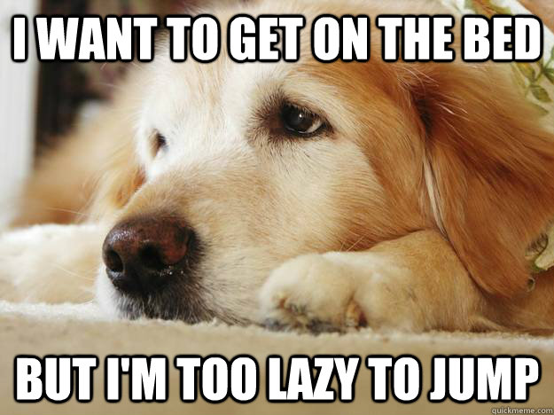 i want to get on the bed but im too lazy to jump - first world dog problems