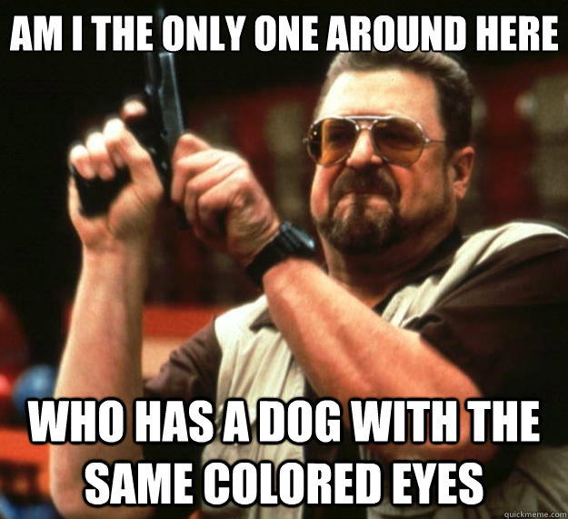 am i the only one around here who has a dog with the same co - Big Lebowski