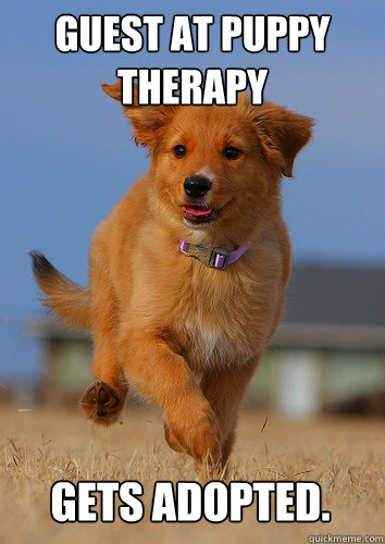 guest at puppy therapy gets adopted - Ridiculously Photogenic Puppy