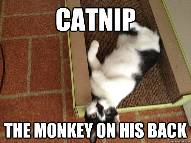 catnip the monkey on his back - catnip