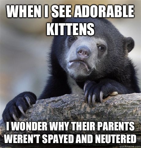 When I see adorable kittens I want to jump over them - Confession Bear