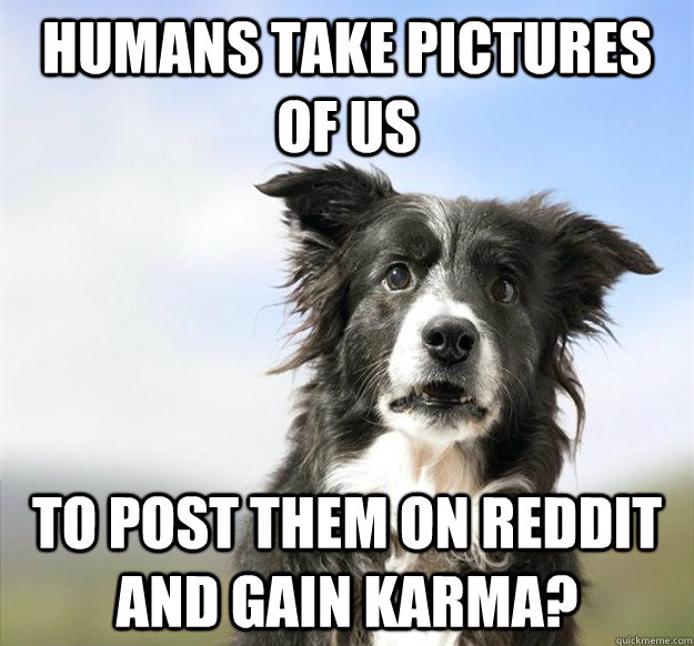 humans take pictures of us to post them on reddit and gain k -