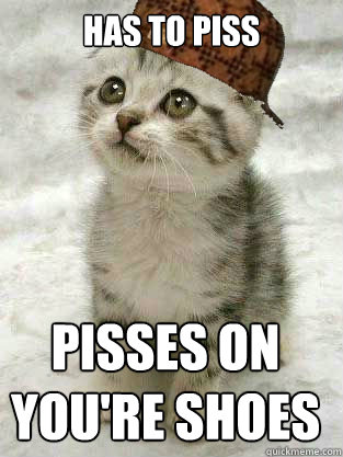 has to piss pisses on youre shoes - Scumbag Kitten
