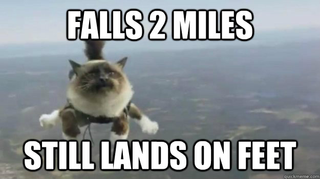 falls 2 miles still lands on feet - Skydiving Cat