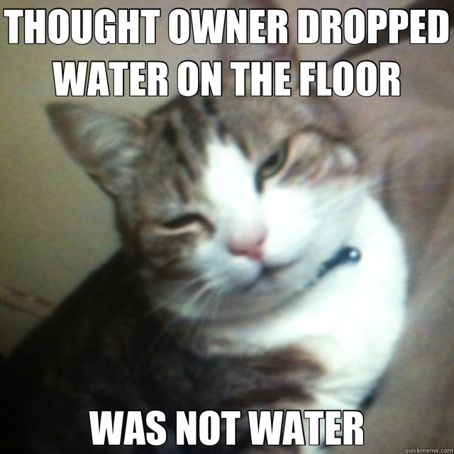 THOUGHT OWNER DROPPED WATER ON THE FLOOR WAS NOT WATER - drunk cat