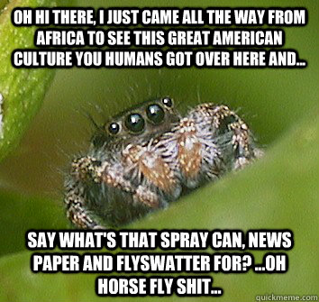 oh hi there i just came all the way from africa to see this - Misunderstood Spider